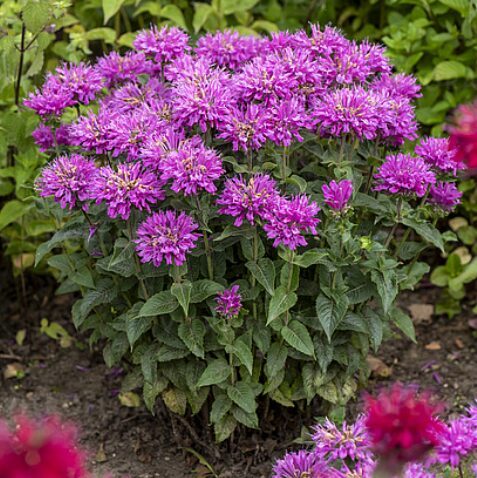 Zemā monarda 'Baby Spice' 